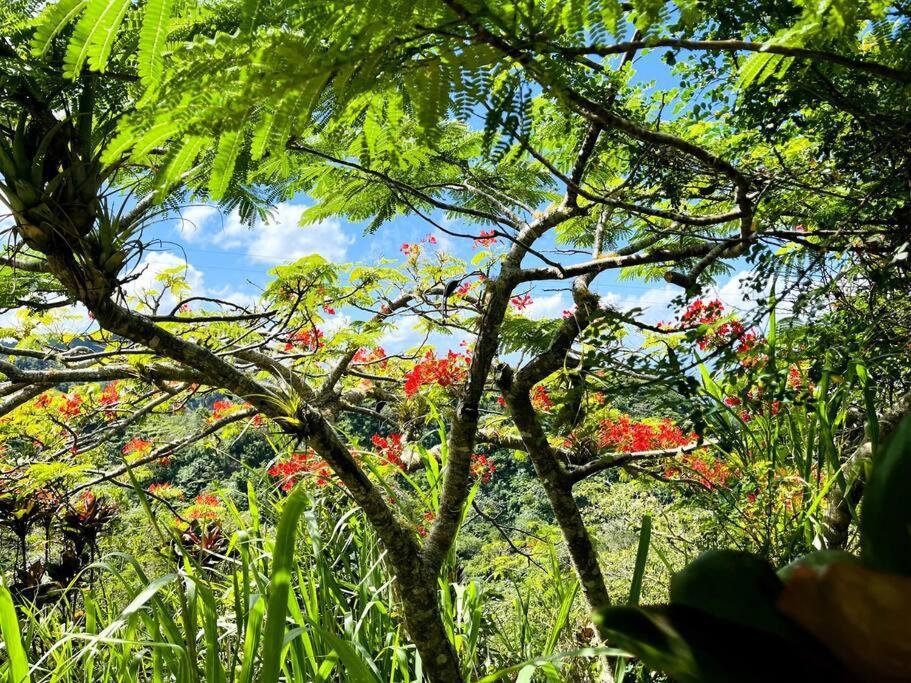 Villa Verde Luz: A Virgin Forest Yauco Exterior foto